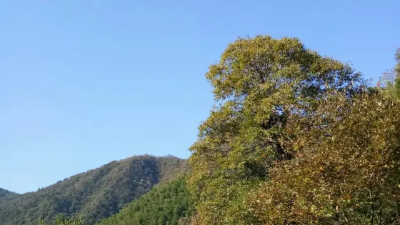 紫雲山