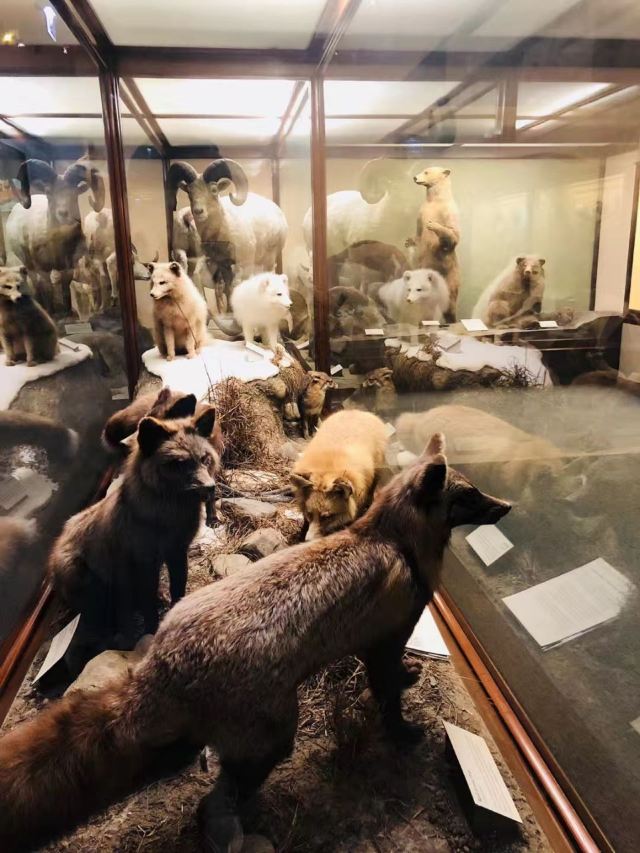 The Field Museum