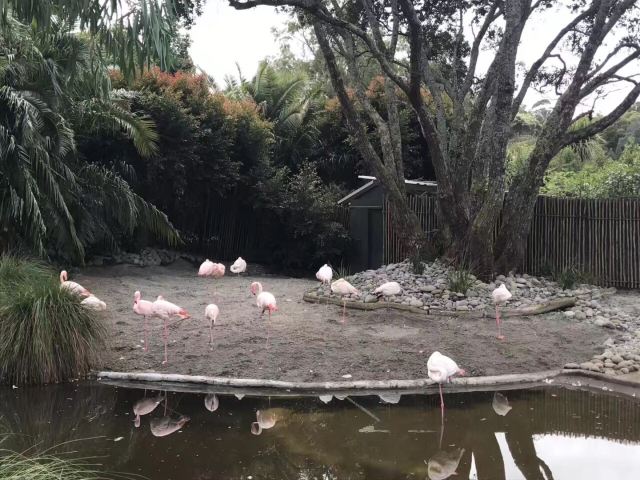 Auckland Zoo