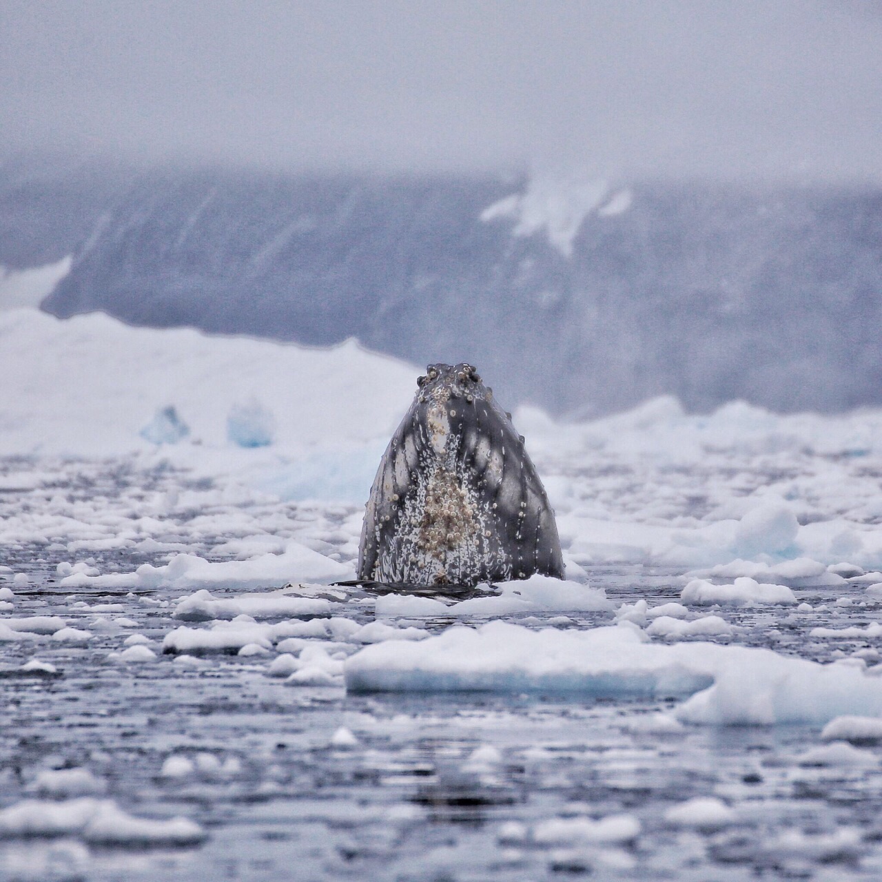在南极大陆邂逅座头鲸出水