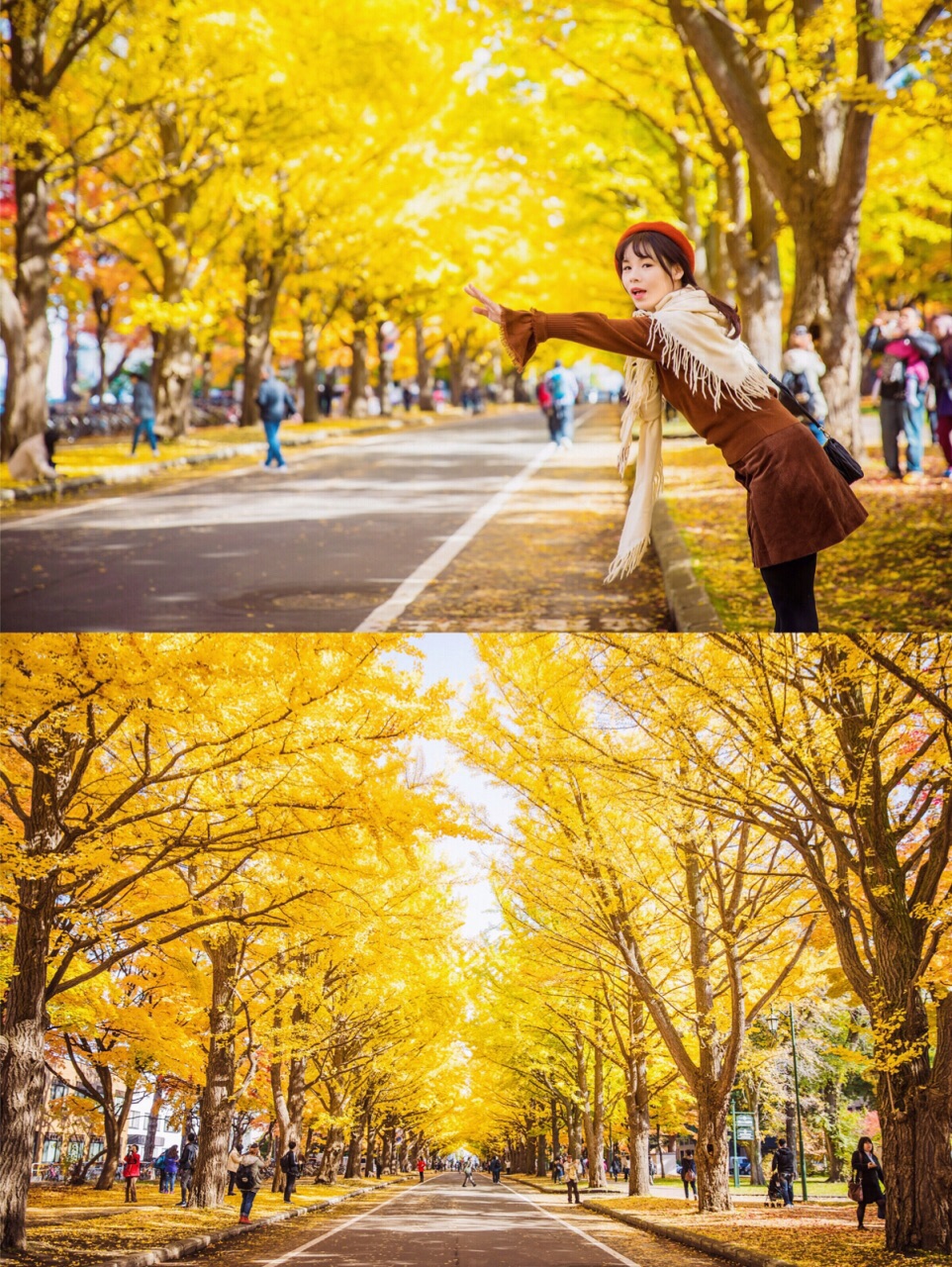 最美的秋天银杏大道，就在日本北海道