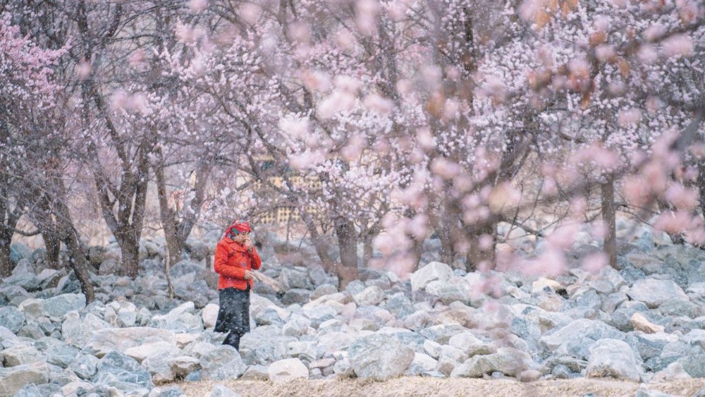 不用去日本看樱花🌸中国这里的杏花更美且更淳朴