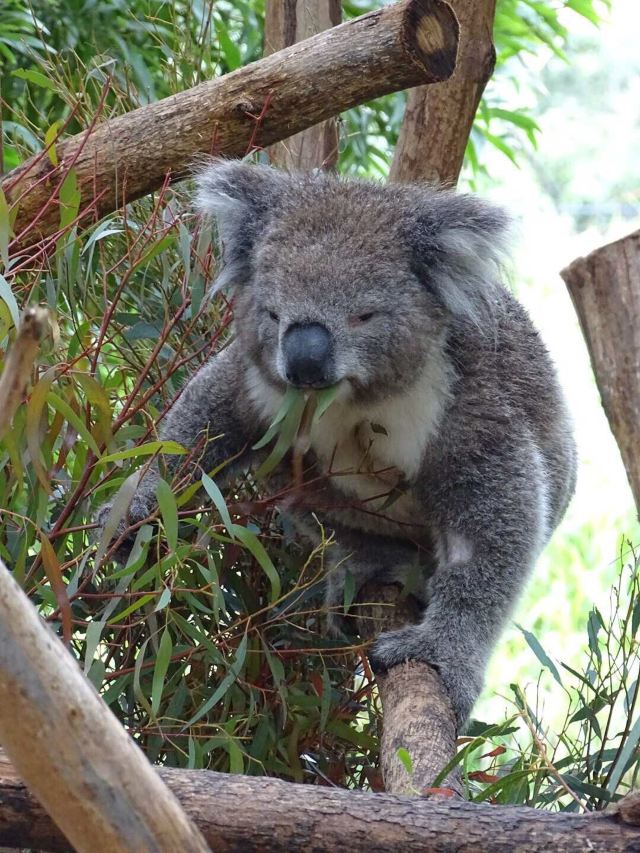 Melbourne Zoo