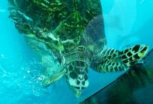 Turtle Conservation Center景点图片