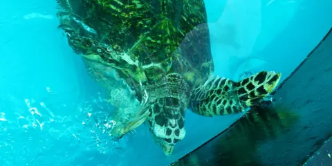 Turtle Conservation Center