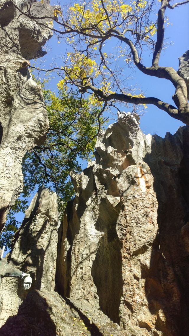 Stone Forest