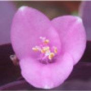 勤奋的菲比寻常