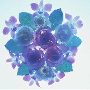 欢乐的老牛看世界