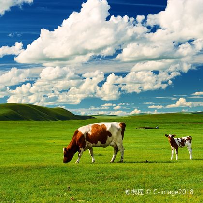 呼伦贝尔大草原+白桦林景区一日游