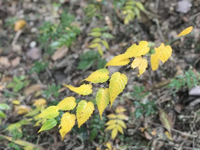 天目山景區