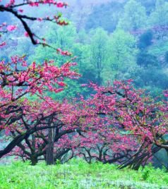 连平游记图文-广东也有桃花源：十里桃花遍地花，满山遍野惹人醉