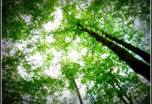 Voderady forest (Voderadske buciny)景点图片
