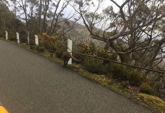 威靈頓山