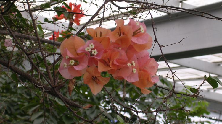 University Of Michigan Matthaei Botanical Gardens Travel Guidebook