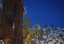 Sea Dragon Pirate Cruise景点图片