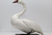 Rosenbruch World Wildlife Museum景点图片