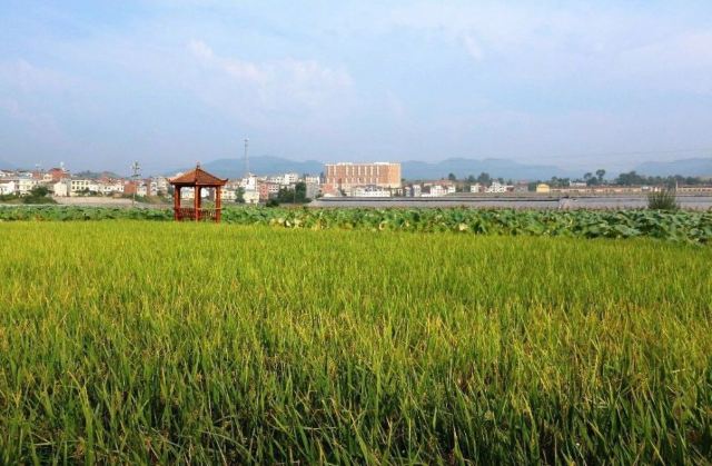 鬼谷嶺國家森林公園