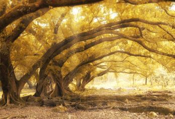 霞浦杨家溪+东壁+花竹村一日游【12人团|城区上门接送】【一单一团团，专车专用，酒店接送，没有时间限制，晚起慢玩】