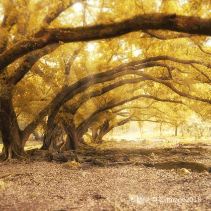 霞浦+太姥山+北岐滩涂+杨家溪+半月里+浒屿澳村5日4晚私家团