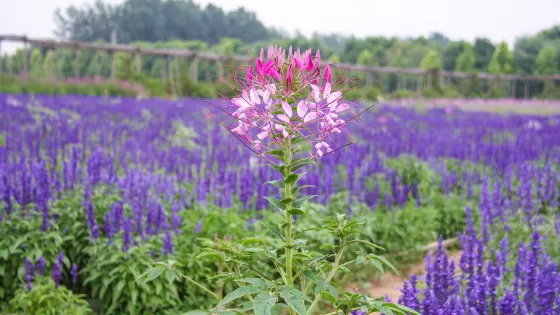 花仙子萬花園