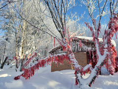 哈尔滨游记图片] 2019-12遇见，冰雪