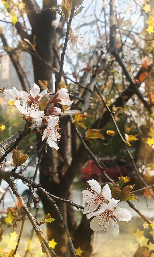 樱花园旅行图片 1