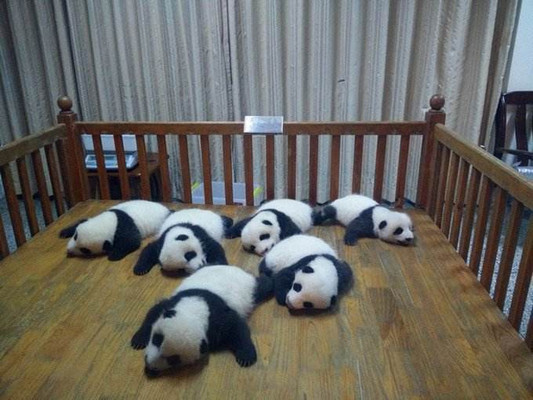 成都新都看熊猫、赏花、吃火锅