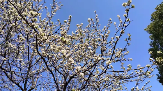 秀水公園