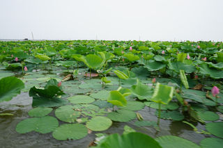 微山湖 微山岛旅游攻略  游记