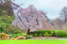 基督城植物园-Christchurch Central-doris圈圈