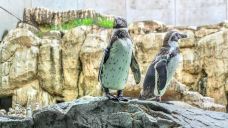 长崎企鹅水族馆-长崎-尊敬的会员