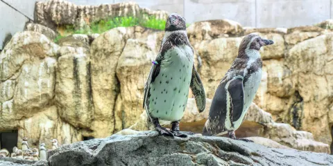 長崎企鵝水族館