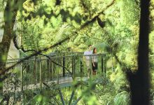 天宝林山热带雨林空中走廊景点图片
