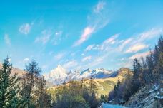 猫鼻梁-小金-doris圈圈