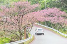 八重岳-本部町-doris圈圈