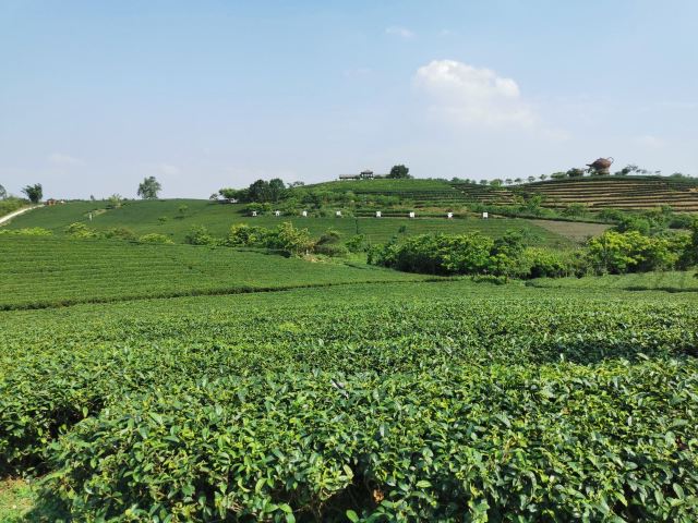 大明山万古茶园旅行图片 2