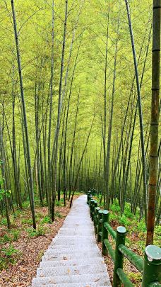 木坑竹海-黟县-小妡和岷哥