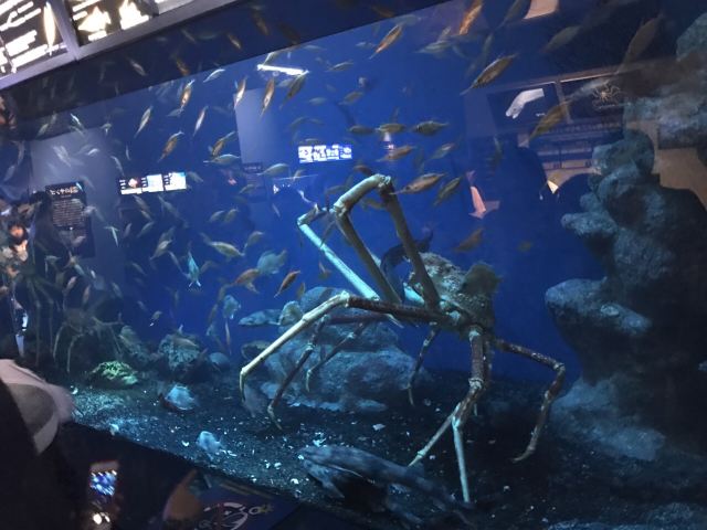 沼津市骏河湾深海生物馆攻略 沼津市骏河湾深海生物馆门票 游玩攻略 地址 图片 门票价格 携程攻略 沼津市骏河湾深海生物馆攻略 沼津市骏河湾深海生物馆门票 游玩攻略 地址 图片 门票价格 携程攻略