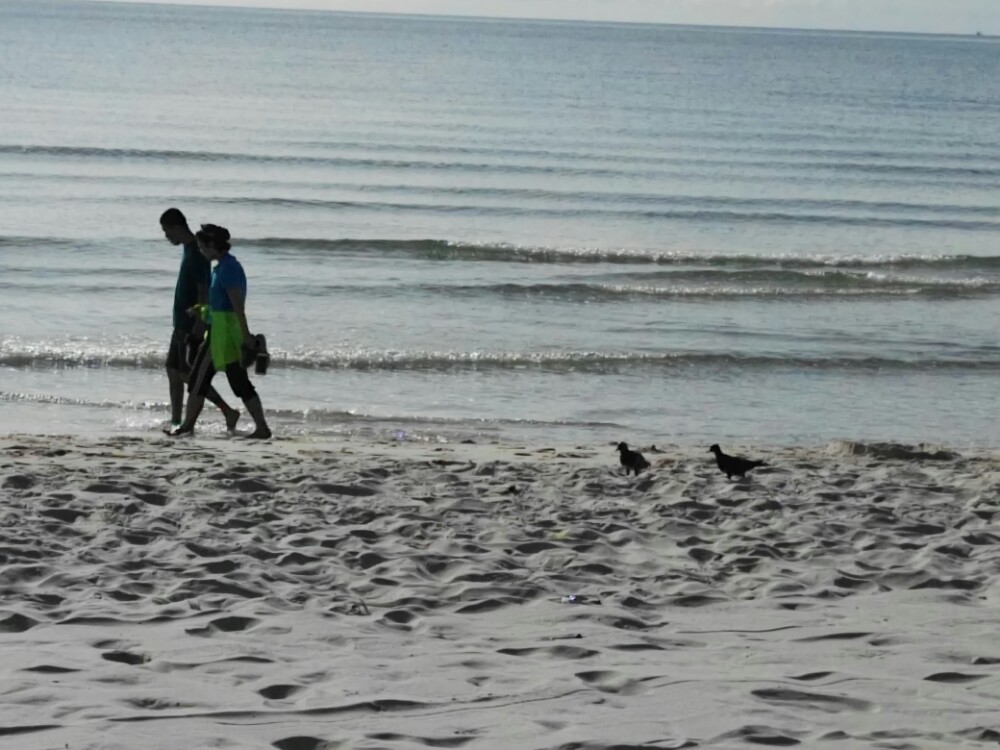 华欣海边的两只鸽子