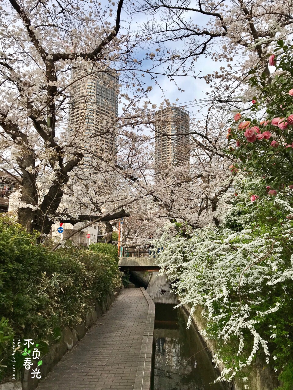 不负春光 - 川崎二领用水与渋水河路赏樱🌸