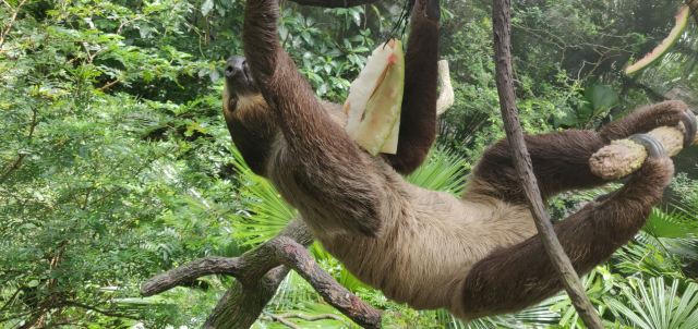 Singapore Zoo