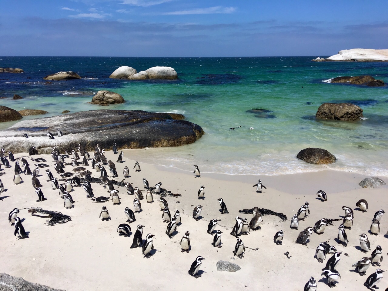 这是南非开普敦的企鹅岛太可爱