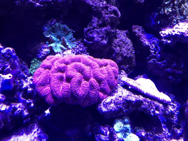 Cairns Aquarium
