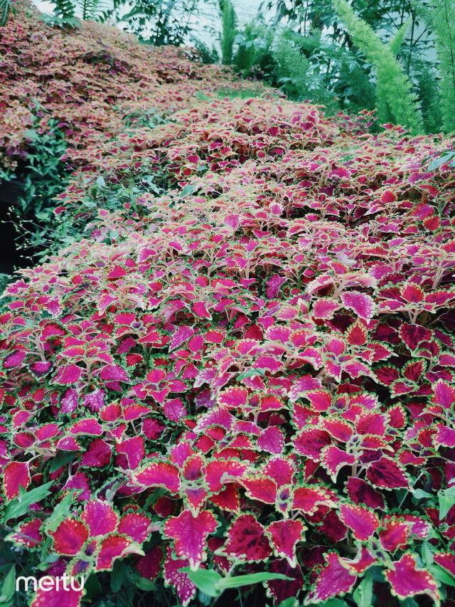 基督城植物園