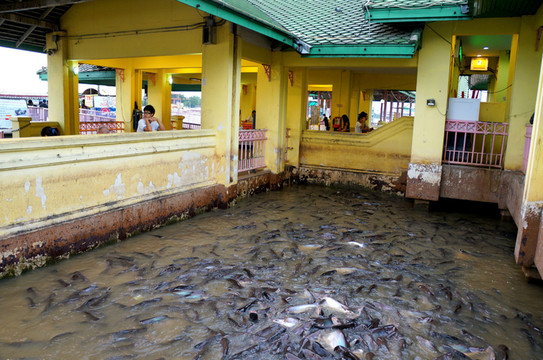                  水池里的大鲶鱼