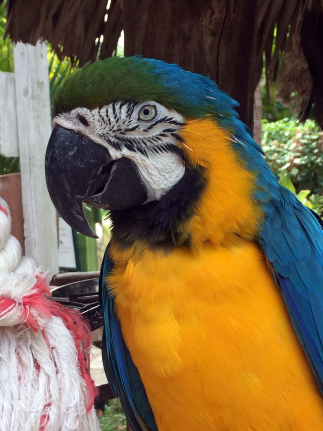 Ardastra Gardens, Zoo and Conservation Center
