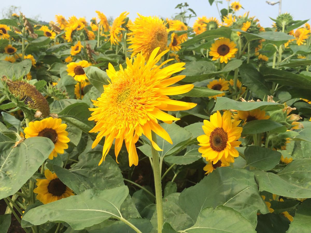 Flower Dance World Travel Guidebook Must Visit Attractions - 