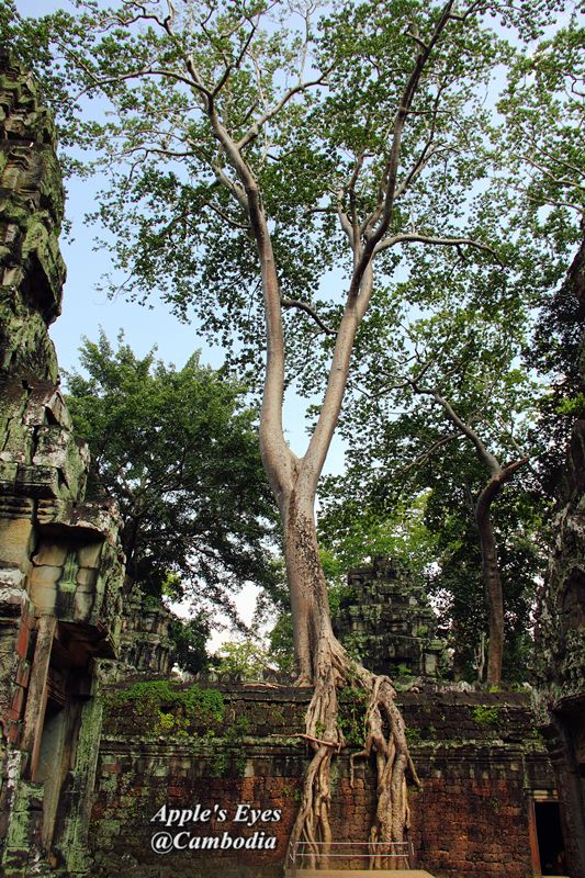 Ta Prohm