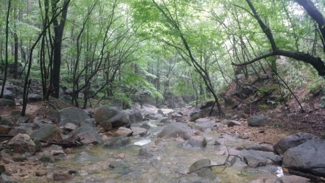 수탉 산