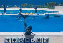海洋博公园海豚表演剧场景点图片
